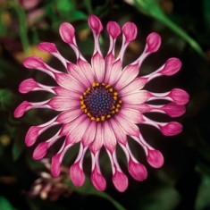 FlowerPower®  Spider Pink