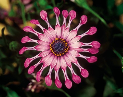 FlowerPower®  Spider Pink