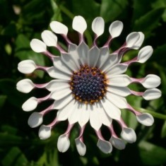 FlowerPower®  Spider White