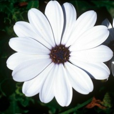 FlowerPower® White '13