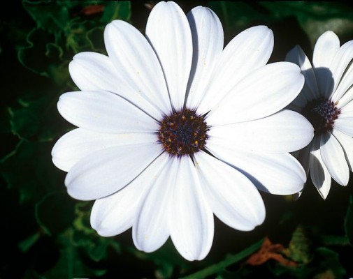 FlowerPower® White '22