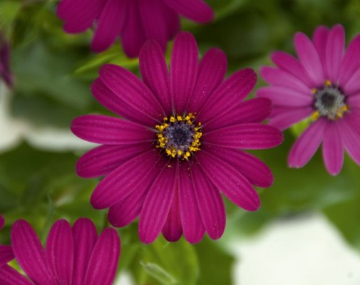FlowerPower® Purple '12
