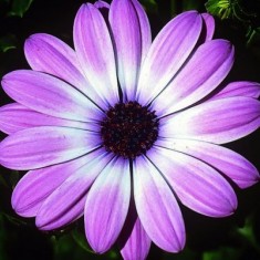 FlowerPower® Light Pink
