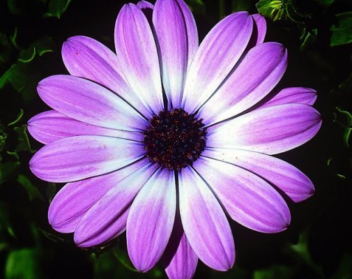 FlowerPower® Light Pink