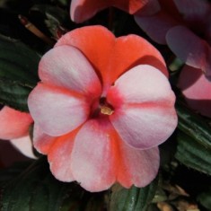ColorPower® Coral Flame