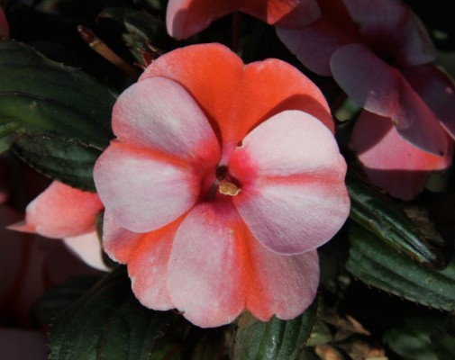 ColorPower® Coral Flame