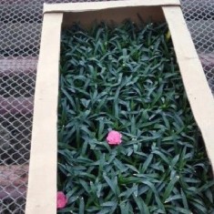 Packing of pot carnations