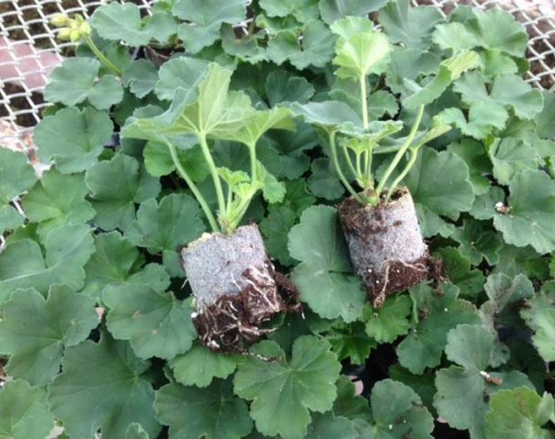 Pelargonium rooted cuttings 2