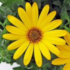 FlowerPower Yellow '19