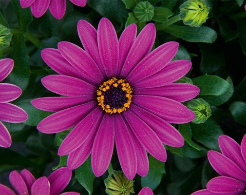 FlowerPower Purple '18