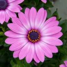 FlowerPower® Lavander Pink '14