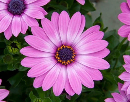 FlowerPower® Lavander Pink '14