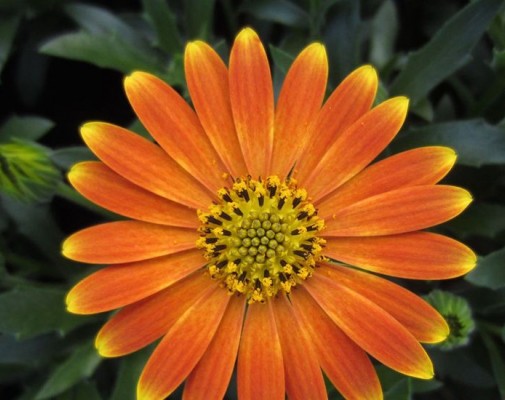FlowerPower Orange Orbit