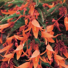 Begonia cultivars